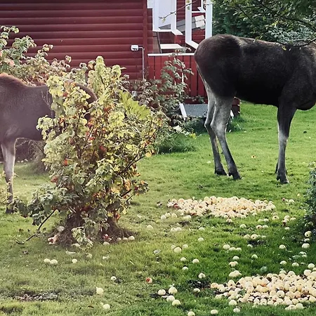 Campinghytte I Skogen - En Time Fra Oslo Campsite